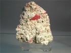 Rhodochrosite w/ Quartz Specimen, (SCab), Sweet Home Mine, Alma Colorado